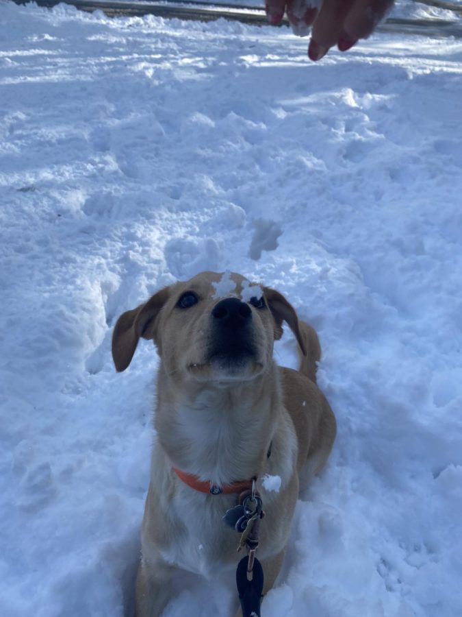 Nikki Ruggieros dog, Macho plays in the snow.