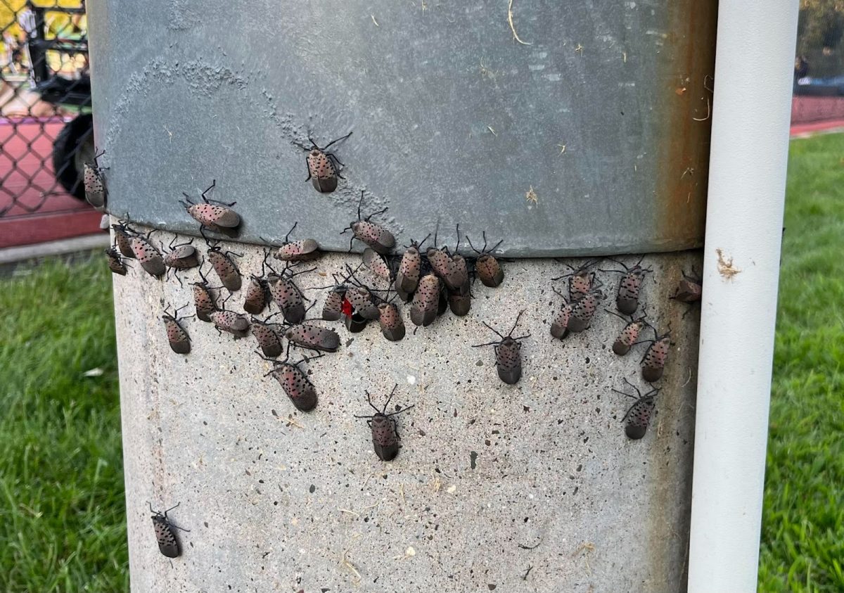 Spotted Lanternflies spotted by NVOT’s football field 
