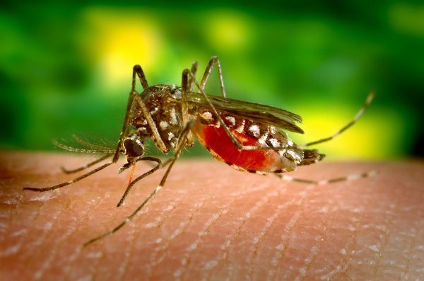 Photo of adult female Aedes aegypti (yellow fever mosquito).